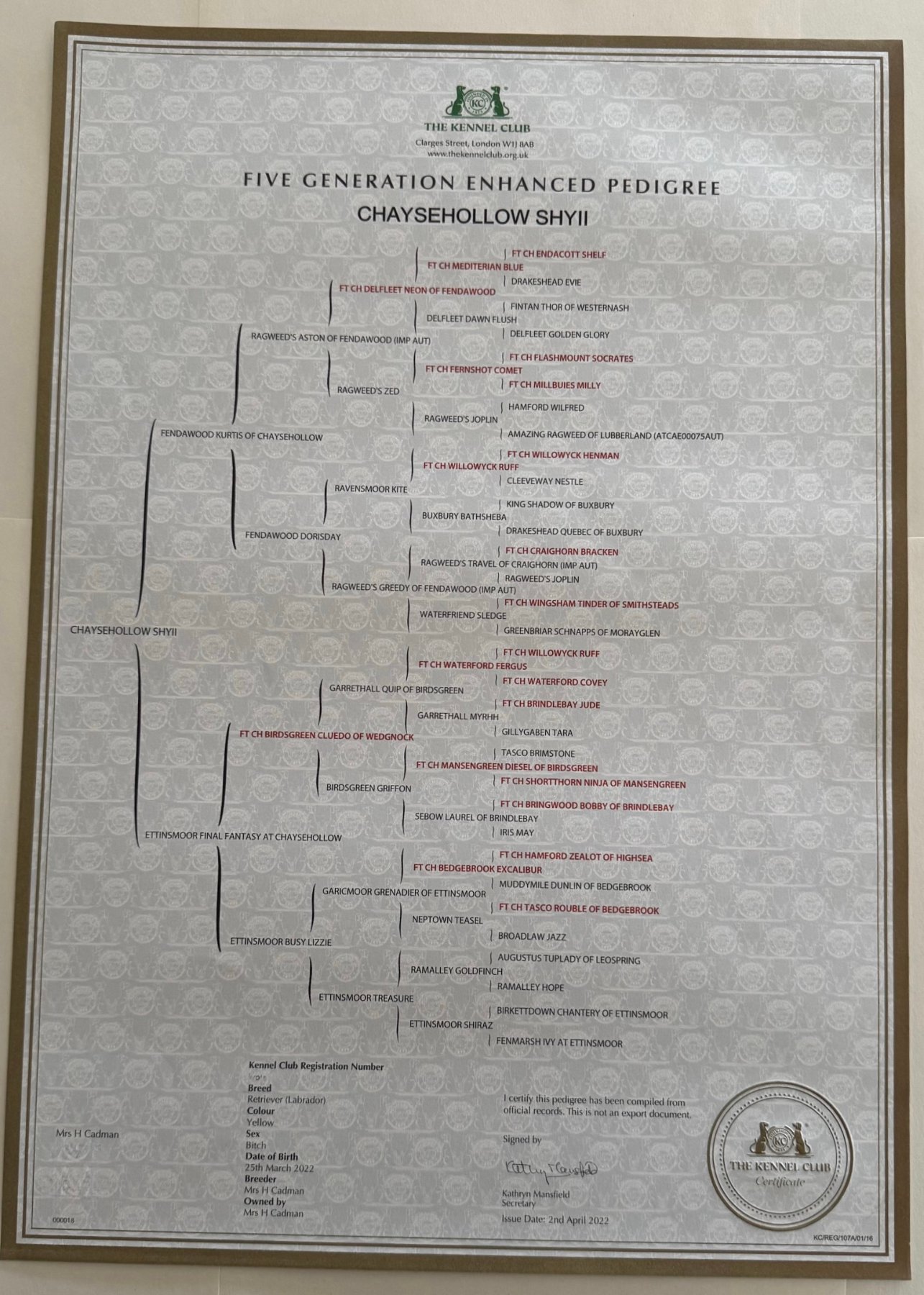 Chaysehollow Shyii — official Kennel Club pedigree certificate