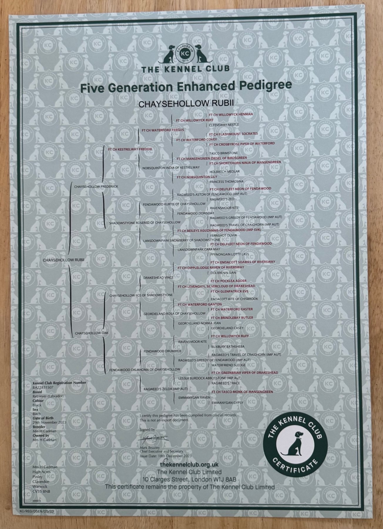 Chaysehollow Rubii — official Kennel Club pedigree certificate